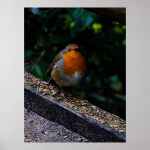 Robin  Red Breast Photo Print