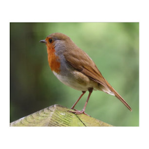 Robin Redbreast Acrylic Wall Art