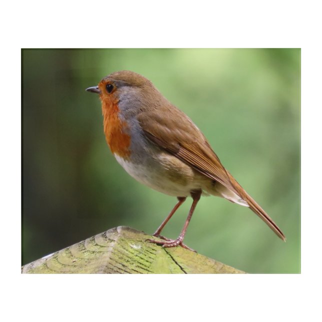 Robin Redbreast Acrylic Wall Art (Front)