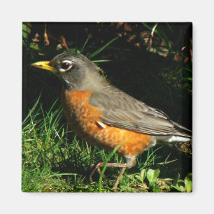 Robin Redbreast Bird Magnet
