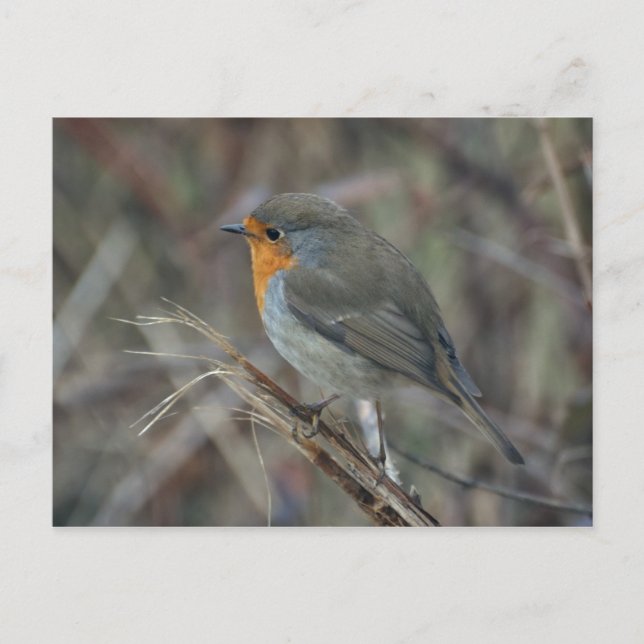 Robin redbreast postcard (Front)