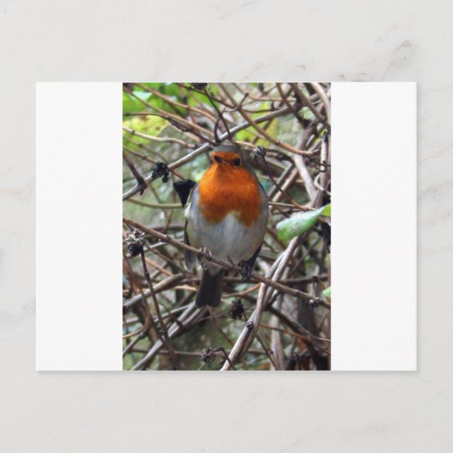 Robin redbreast postcard (Front)