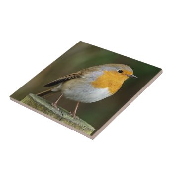Robin Redbreast Tile by Welshpixels at Zazzle