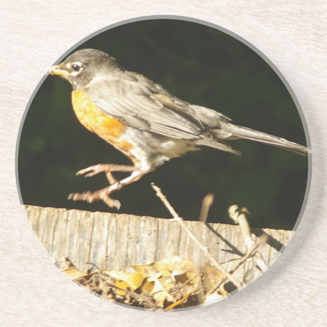 Robin Sandstone Coaster (Front)
