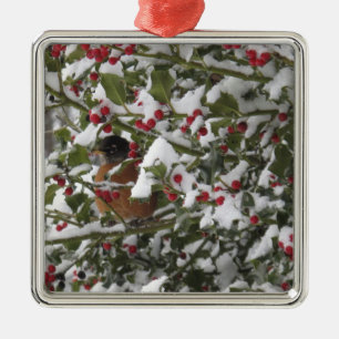 robin sheltering in a holly tree after a snow metal ornament