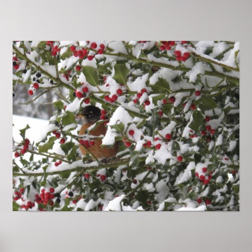 robin sheltering in a holly tree after a snow poster