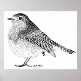 Robin Sketch Poster