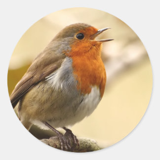 Robin Stickers