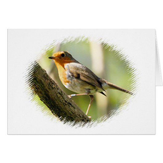 Robin Wild-life Bird Cards (Front Horizontal)