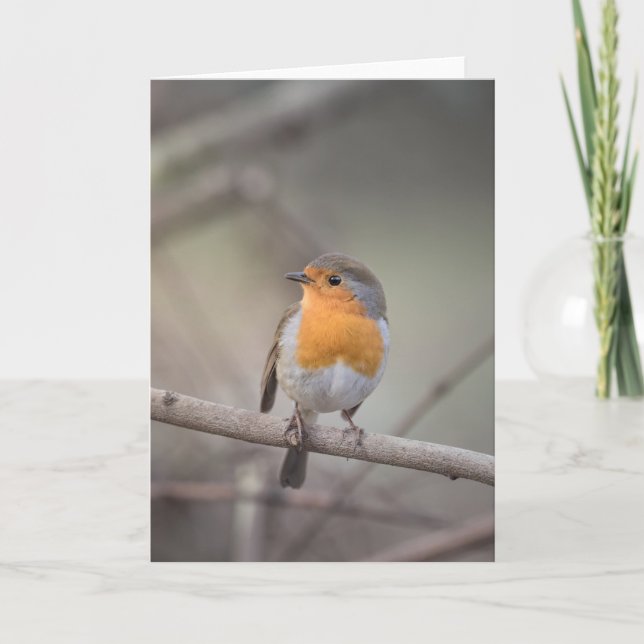 Robin Wildlife Photo Card (Front)