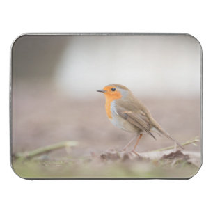 Robin Wildlife photo Jigsaw Puzzle