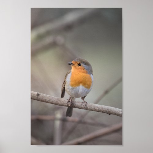 Robin Wildlife Photo Poster