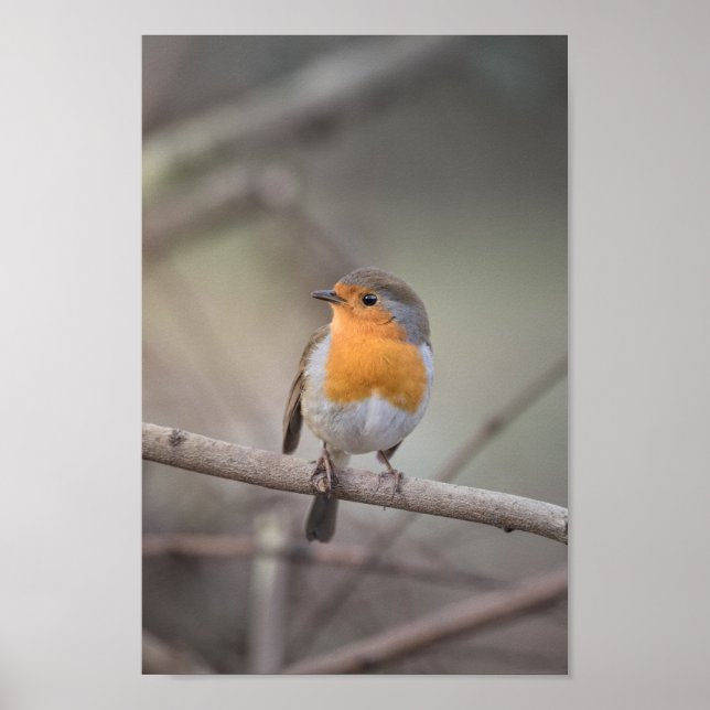Robin Wildlife Photo Poster (Front)