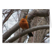 Robin & Wren, Joyful Noise (Front Horizontal)
