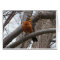 Robin & Wren, Joyful Noise