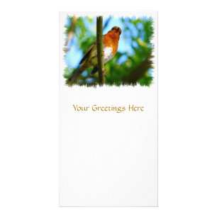 ROBINS CARD