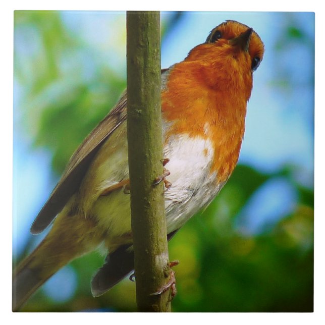 ROBINS CERAMIC TILE (Front)