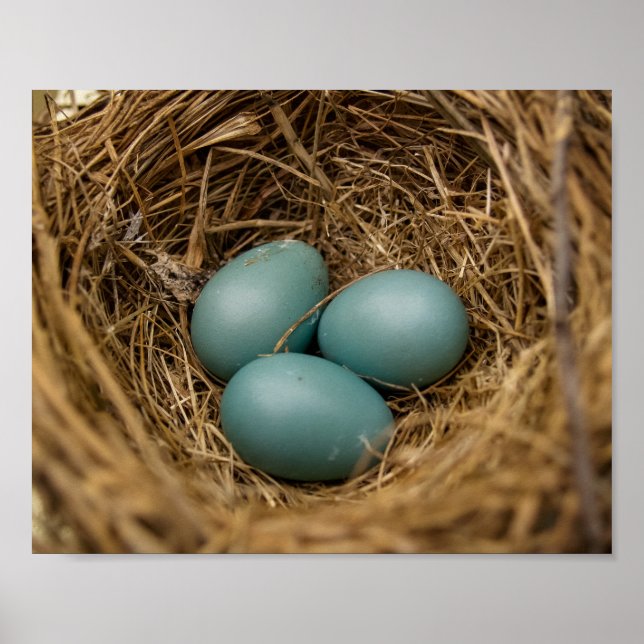 Robins’ Eggs  Poster (Front)