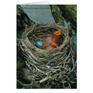 Robin's Nest Cards