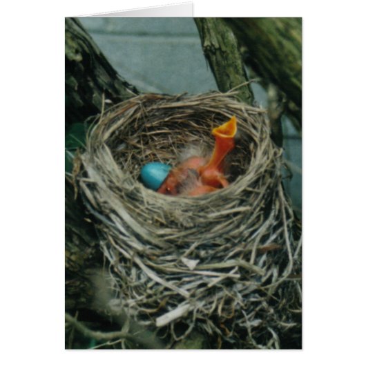 Robin's Nest Cards (Front)