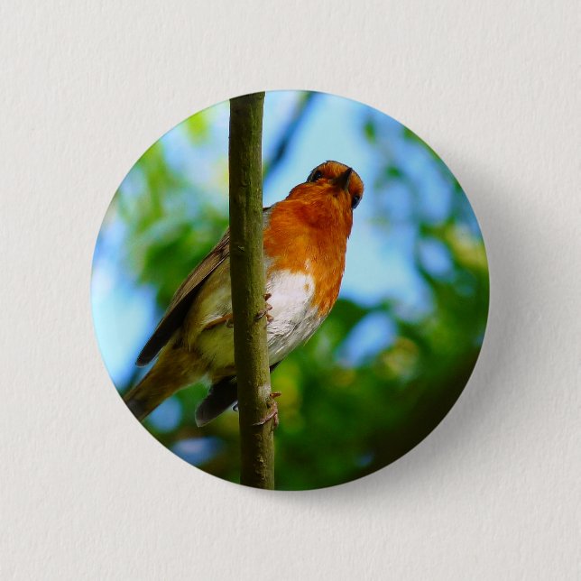 ROBINS PINBACK BUTTON (Front)