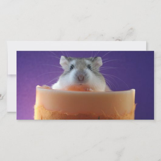 Roborovksi Hamster Photo Card (Front)