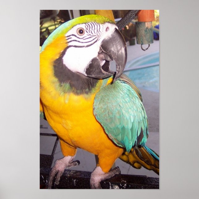 Rocco Poster (Front)