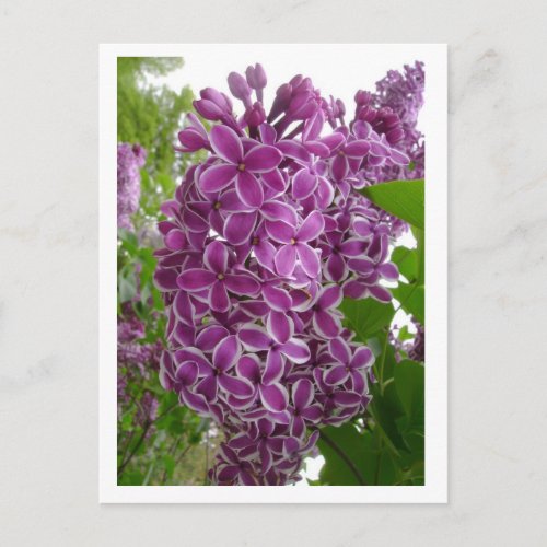 Rochester Lilacs Postcard
