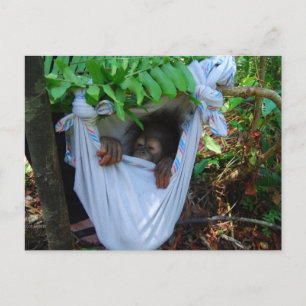 Rock a Bye Baby Orangutan Postcard