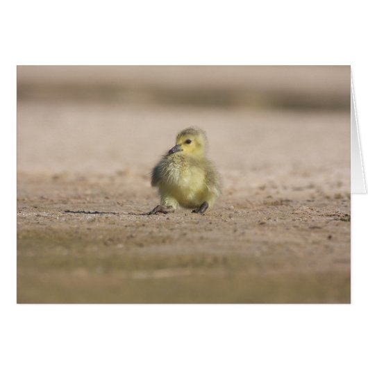 Rock-A Bye Gosling Cards (Front Horizontal)