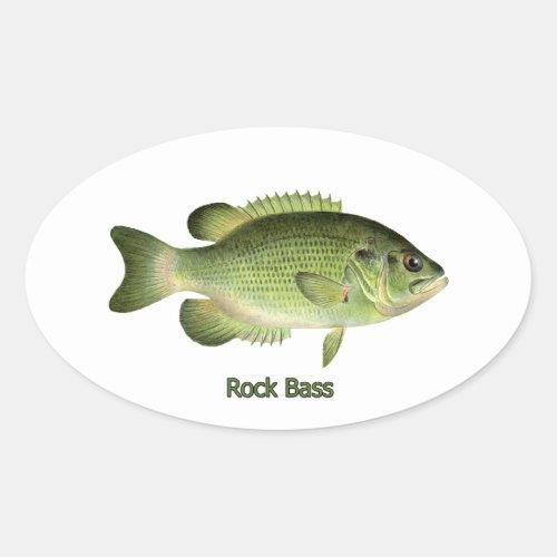 Rock Bass _ Redeye Oval Sticker