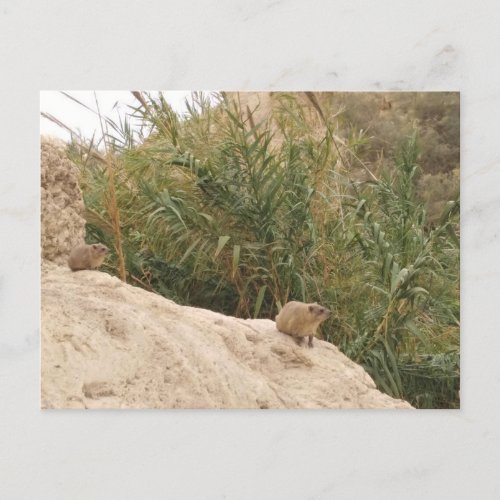 Rock Hyrax Ein Gedi Israel Postcard