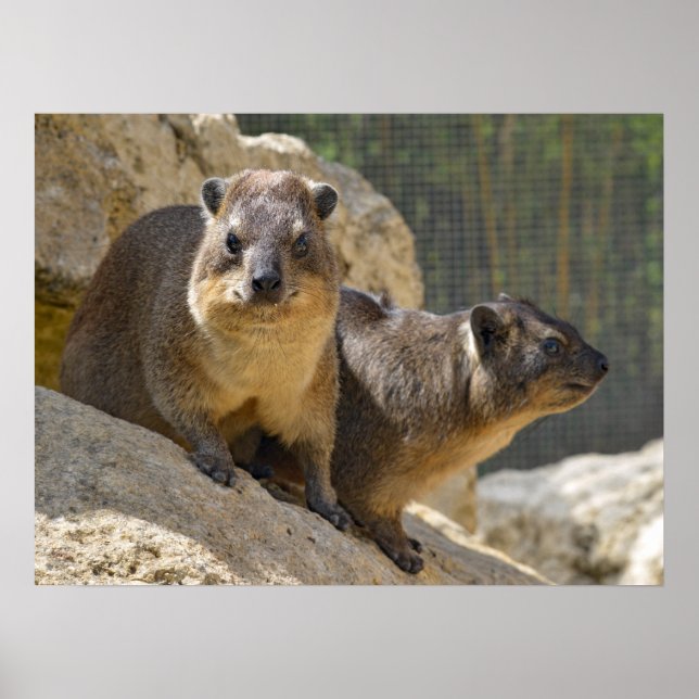 Rock hyrax on stone poster (Front)