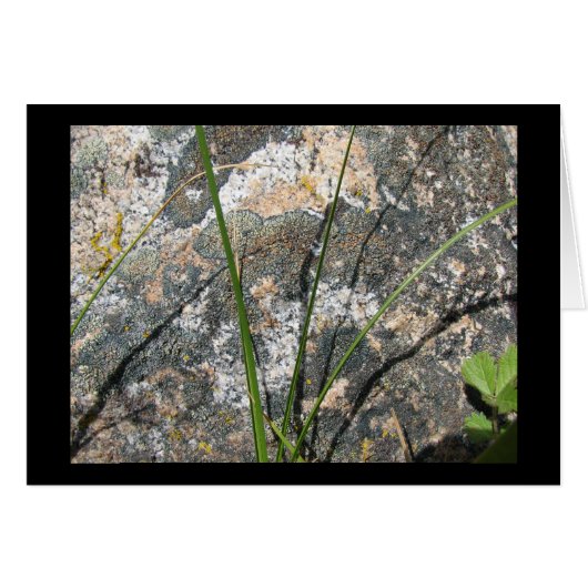 Rock, Lichen, Flora Cards (Front Horizontal)