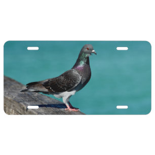 Rock Pigeon License Plate