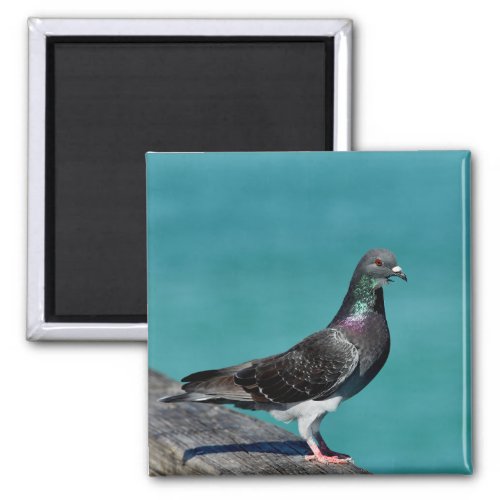 Rock Pigeon Magnet