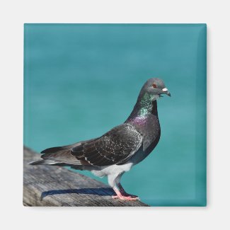Rock Pigeon