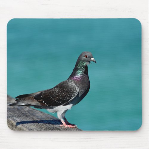 Rock Pigeon Mouse Pad