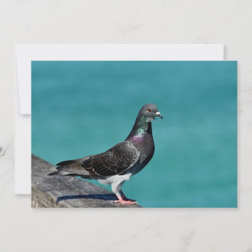 Rock Pigeon Note Card