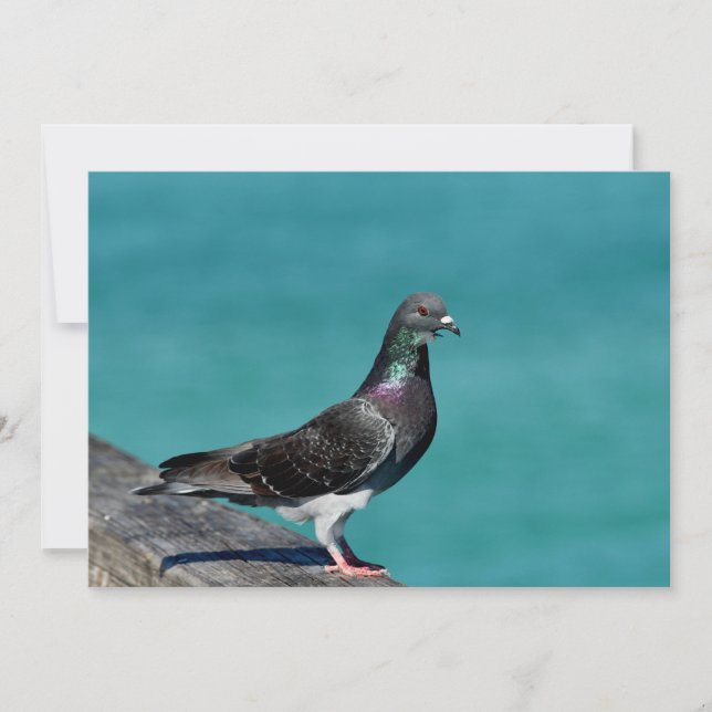 Rock Pigeon Note Card (Front)