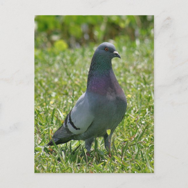 Rock Pigeon Photo Postcard (Front)