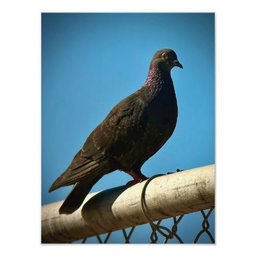 Rock Pigeon Photo Print