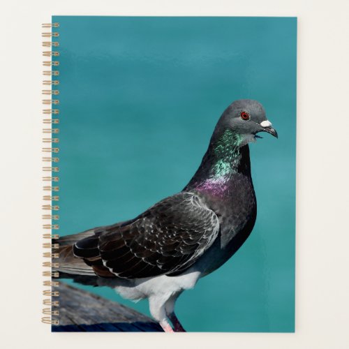 Rock Pigeon Planner