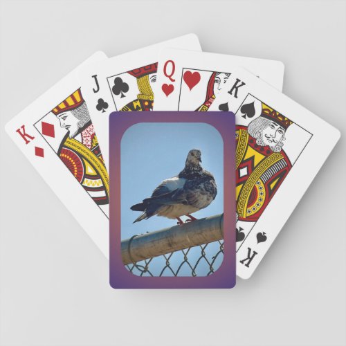 Rock Pigeon Playing Cards