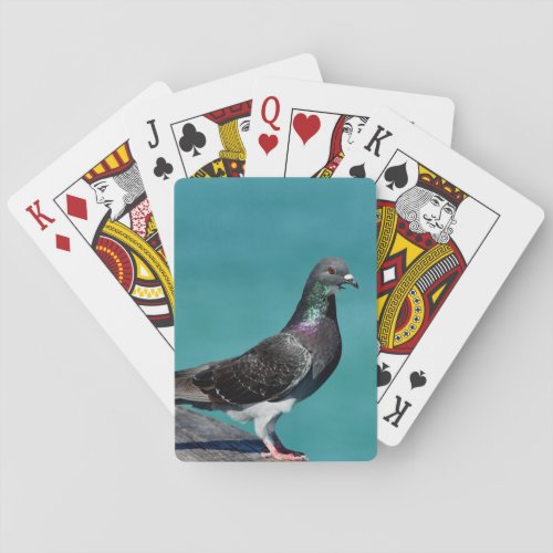 Rock Pigeon Playing Cards