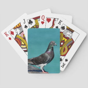 Rock Pigeon Poker Cards
