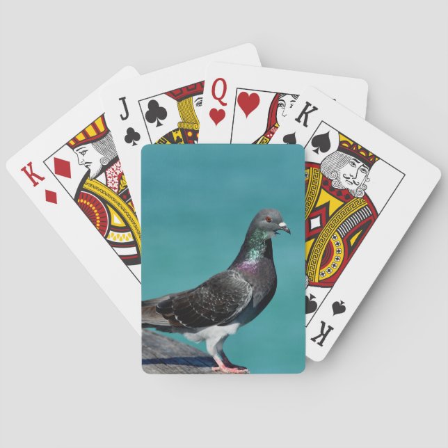 Rock Pigeon Poker Cards (Back)