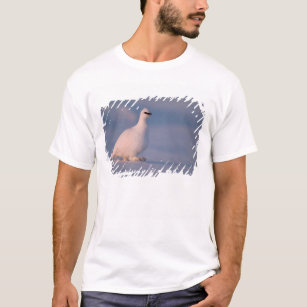 rock ptarmigan, Lagopus mutus, walking in the T-Shirt