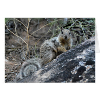 Rock Squirrel Cards