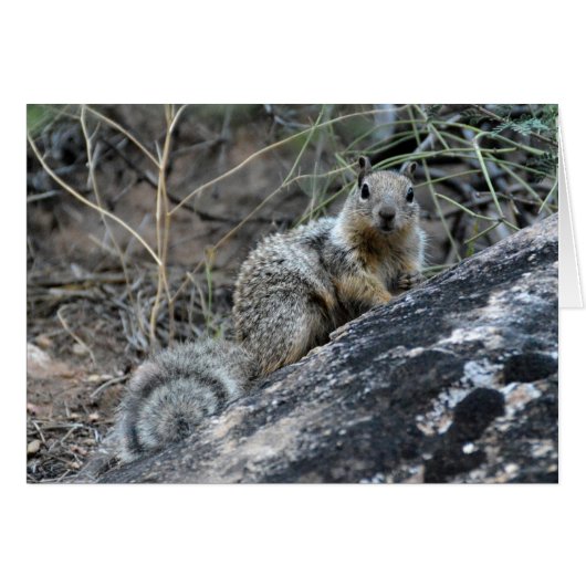 Rock Squirrel Cards (Front Horizontal)